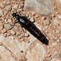 _MG_7528 Red-striped Oil Beetle.JPG